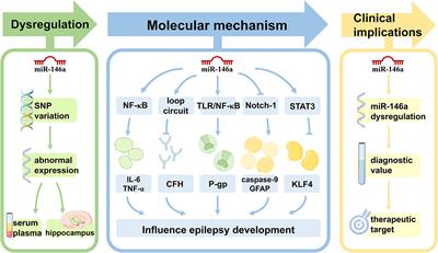 Dysregulation of miR-146a: a causative factor in epilepsy pathogenesis, diagnosis, and prognosis